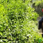 Ferienhaus Stone House National Park